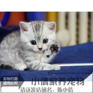 出售猫咪宠物活体加菲英短蓝猫小花猫情人节礼物家猫迷你宠物猫x