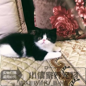 出售宠物猫咪活体视频挑选加菲猫猫英短蓝猫波斯猫幼猫活体x
