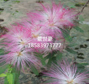 香水合欢植物 淘宝拼多多热销香水合欢植物货源拿货 阿里巴巴货源
