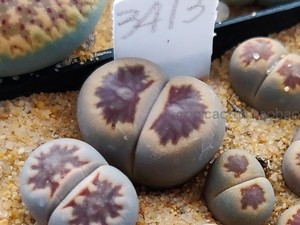 多肉植物番杏科 生石花大母本  红窗菊纹章（3413）