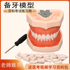 牙齿模型 口腔牙科模具医生练习考试树脂缝可拆卸离体标准假备牙