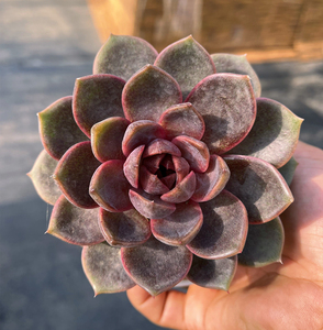 黑水晶玫瑰多肉 黑东云系大棵多肉植物 高颜值室内阳台好养盆栽