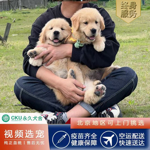 北京纯种金毛幼犬活体宠物狗赛级双血统中型犬金毛寻回犬黄金猎犬