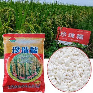 高产优质稻 常规稻 长粒糯谷稻种子 珍珠糯 糯稻谷种 水稻种子1斤