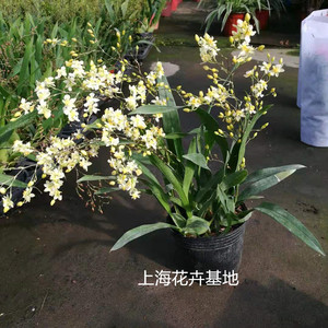 蕙兰.拱兰.梦香兰.香雪兰.香水兰苗盆栽苗大花芳香型四季常青植物