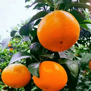 （沃柑橘）（纯甜无酸）通货 现摘 生态沃柑橘不 抛光不不打蜡