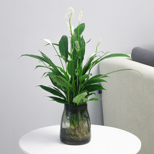 一帆风顺水培花瓶植物四季开花常青绿植办公室内好养花卉水养盆栽