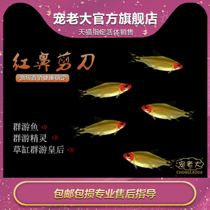 红鼻剪刀鱼活体鱼热带鱼红鼻子鱼草缸群游鱼小型宠物鱼淡水灯科鱼