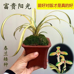 兰花精品兰花苗春兰中透高档艺草绿植盆栽