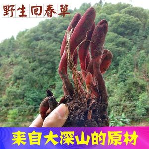 深山干货不出头葛菌山丛蓉 回春草 地重楼石上莲 独脚莲500克包邮