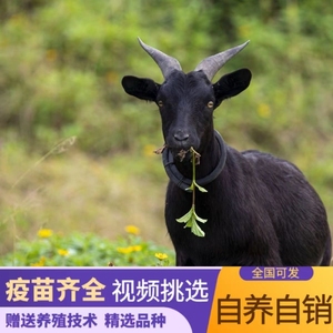 努比亚黑山羊纯种小羊活苗活羊萨能活体羊羔小母羊种公羊种羊养殖