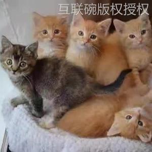 黑白奶牛猫狸猫橘白猫网红三花猫黑猫白猫玄猫捕鼠猫小老虎猫活物