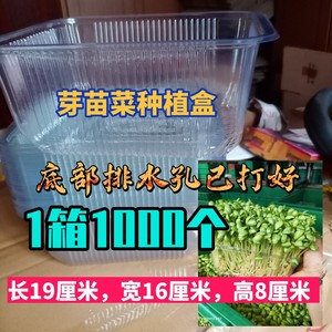 豆苗芽苗菜豆芽一次性塑料种植盒盘已打好孔