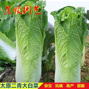太原二青麻叶白菜种子春秋季播直筒青菜包心大白菜种籽耐寒蔬菜孑