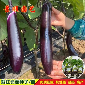紫红长茄子苗种子春季播高产茄瓜南方吊菜四季庭院阳台蔬菜种孑苗