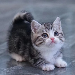 美短虎斑猫纯种美短加白起司猫幼猫崽美国短毛猫矮脚宠物活的猫咪