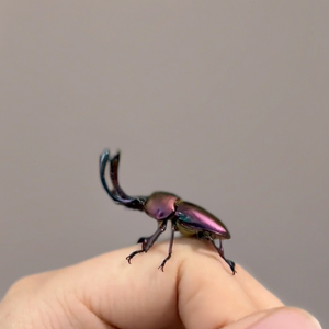 印尼金锹 独角兽宠物甲虫幼虫成虫彩色锹形虫活体昆虫印金锹甲
