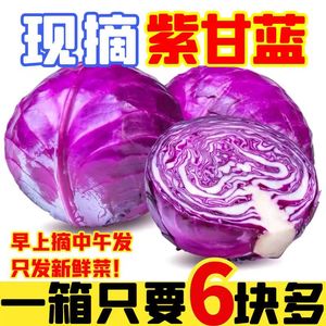 2024年现摘新鲜紫甘蓝5斤紫色球生菜红椰菜西餐蔬菜轻食沙拉食材