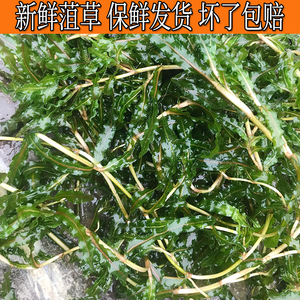 山东菹草绿菊金鱼藻耐低温增氧鱼缸净化水质麦黄草槐叶浮萍水草