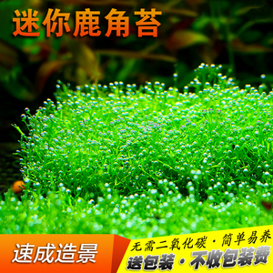 鱼缸造景鹿角苔莫斯水草增氧植物淡水冒泡慕斯片定植阴性前景草坪