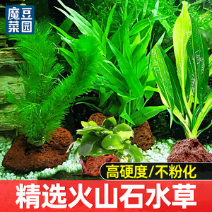水草植物鱼缸专用火山石定植净化水质全套水培植物蜈蚣草阴性真草