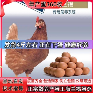 正宗农家散养产蛋王海兰褐蛋鸡活苗成年下蛋鸡母活鸡包活到家土鸡