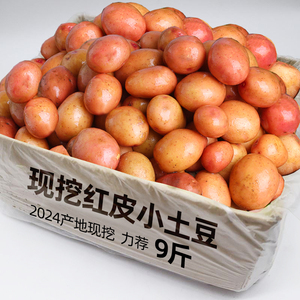 2024土豆新鲜红皮黄心大土豆包邮云南特产洋芋农家自种蔬菜马铃薯