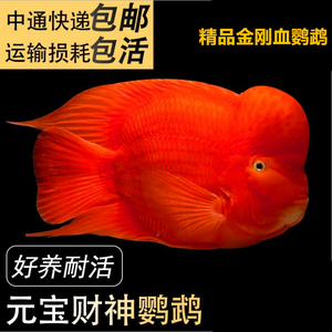 金刚血红鹦鹉鱼 发财鱼 红财神 元宝鱼 热带鱼 淡水鱼 观赏鱼活体