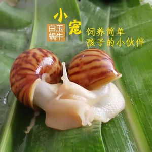 宠物白玉蜗牛活体学生科学实验观察套装巨型大蜗牛观赏教学小蜗牛