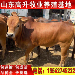 肉牛犊活牛出售黄牛肉牛犊小牛仔纯种牛犊子活牛小牛鲁西黄牛牛犊
