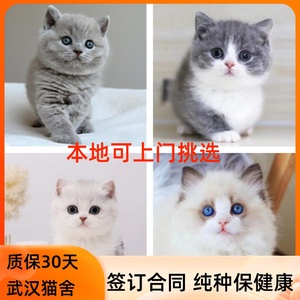 武汉蓝猫英短幼猫短毛蓝白渐层猫舍纯种布偶矮脚美短宠物猫咪活体