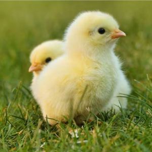 儿童节小鸡崽小鸡仔小鸡宠物活物适合小学生养的宠物小鸡活宠物