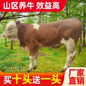 西门塔尔牛犊活牛崽出售鲁西黄牛活体小牛犊子改良肉牛仔养殖技术
