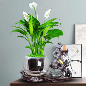 文静花坊白掌盆栽植物室内客厅水养一帆风顺桌面玻璃花瓶水培花卉