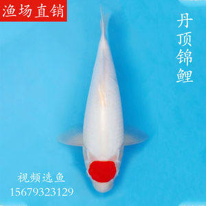 精品日本进口纯种锦鲤丹顶三色红白孔雀鸿运当头鱼苗观赏活体大型
