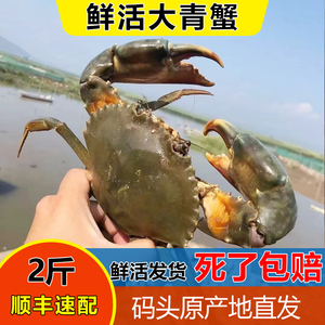 青蟹鲜活特大螃蟹肉蟹红膏蟹3斤大青蟹礼盒红鲟海鲜水产海蟹