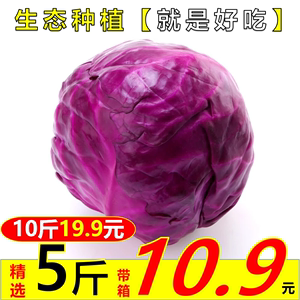新鲜紫甘蓝5斤10斤 紫包菜 紫椰菜 生吃健康轻食沙拉蔬菜西餐食材