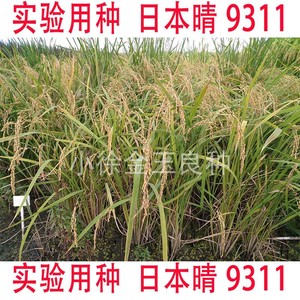 9311 水稻种子科研水稻种实验室用种种质资源日本晴/9311现货