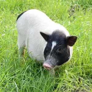 纯种巴马香猪幼崽巴马香猪活苗生态养殖巴马香猪种猪养殖服务