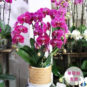 胡蝶兰苗 胡蝶兰苗品牌 价格 阿里巴巴 胡蝶兰苗 胡蝶兰苗品牌 价格 阿里巴巴