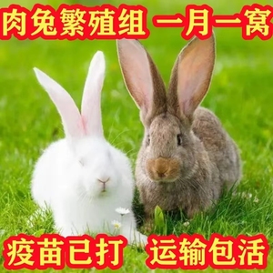 兔子活物新西兰比利时肉兔拍俩只发一对可繁殖可食用适合小孩家养