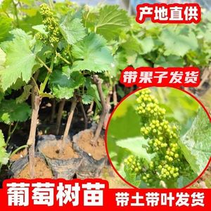 带果发货矮化盆栽葡萄树苗室内外种植南北方包活不搭架耐寒水果苗