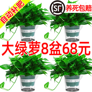 新房装修 除甲醛 大绿萝批发盆栽室内植物水培绿植吸甲醛绿箩长藤