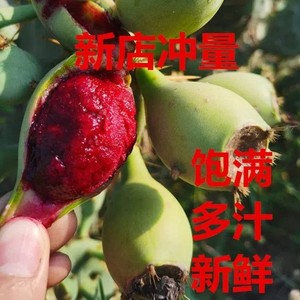 可食用仙人掌果 新鲜 成熟绿果 5斤包邮网套保护应当季热带水果