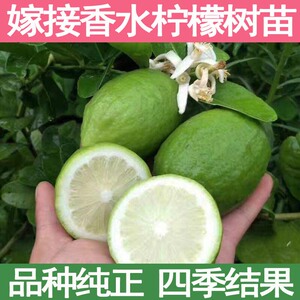 四季广东香水柠檬树苗奶茶店盆地栽台湾无籽青柠斑叶柠檬果树果苗