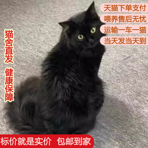 中华田园猫活体奶牛猫小猫白橘猫网红猫幼猫狸花奶猫可爱活物便宜