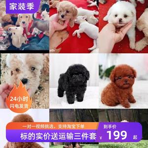 小狗活体中华田园犬小型幼犬家养串串土狗黄狗纯黑狗长毛白狗混血