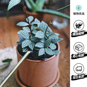 植物优选豆瓣绿可爱椒草弦月椒草 阿里巴巴找货神器 植物优选豆瓣绿可爱椒草弦月椒草 阿里巴巴找货神器