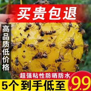 诱蝇球果蝇诱捕器粘虫球马蜂针锋小飞虫贴克星苍蝇球诱虫剂捕蝇器