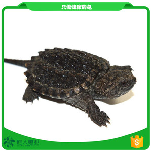 小鳄龟活体乌龟宠物龟北美小鳄龟杂佛龟原种纯佛鳄龟凶猛水龟肉食